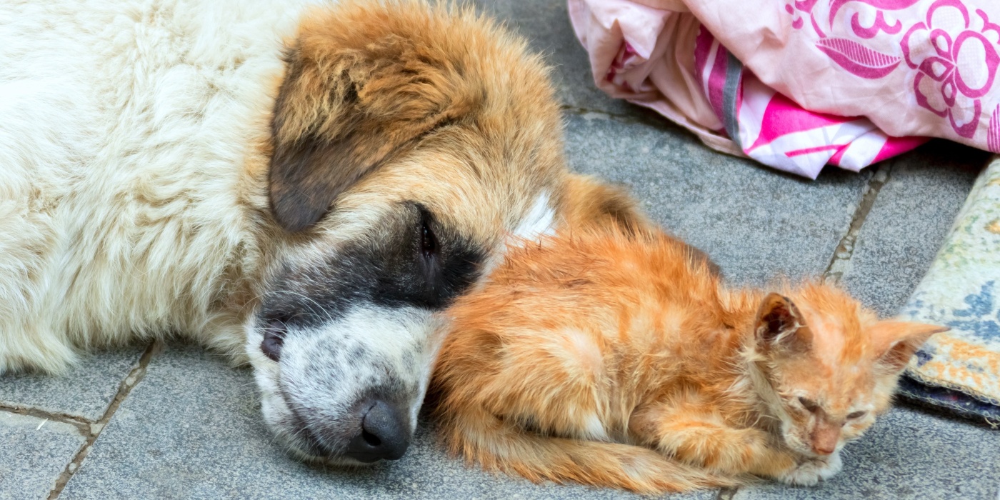 Dierenwelzijnsorganisaties. De donateur als financiële spil
