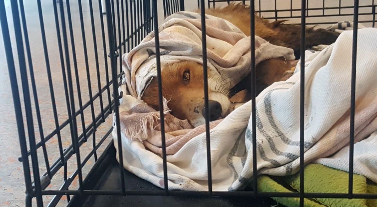 Dierenwelzijnsorganisaties. De donateur als financiële spil