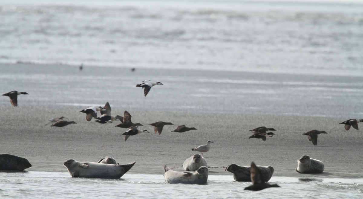 De Graadmeter voor de gezondheid van de Waddenzee