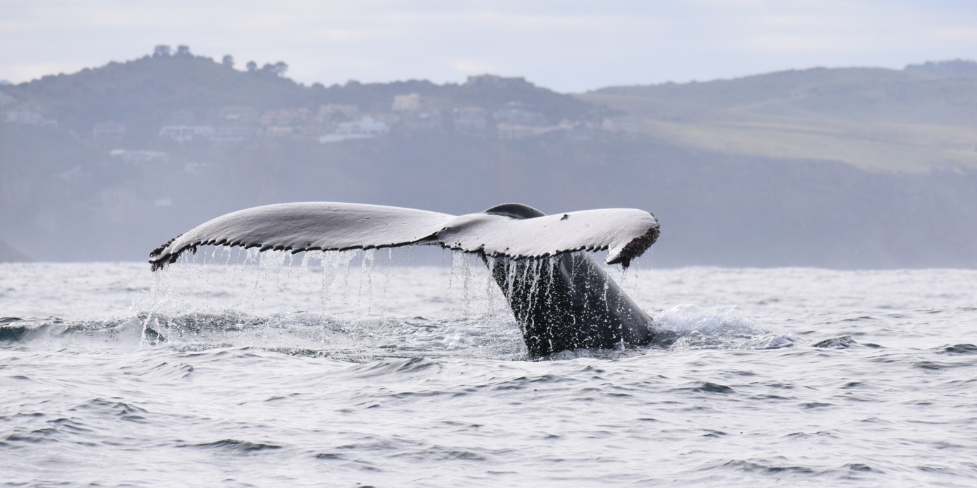 Bescherm de walvissen, dolfijnen en bruinvissen!