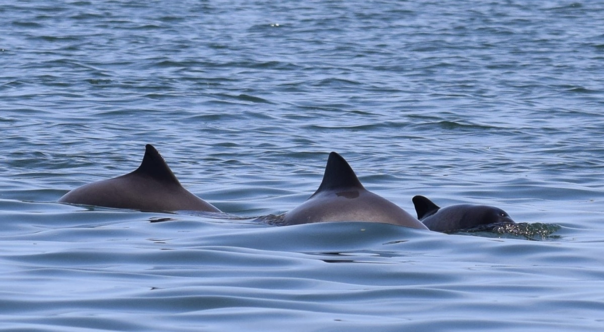 Bescherm de walvissen, dolfijnen en bruinvissen!