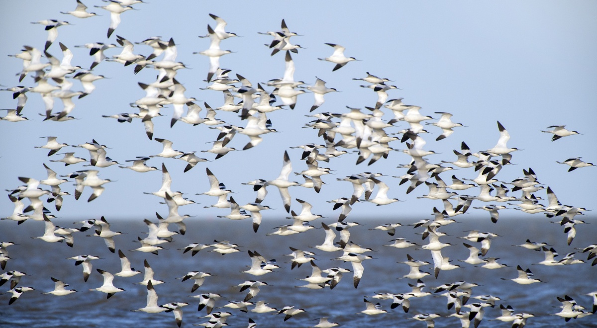 Biodiversiteit in Friesland