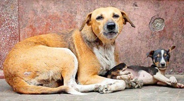 Vandaag 4 april is het Wereld Zwerfdierendag.