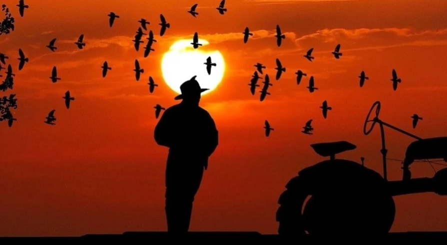 Europees initiatief Save Bees and Farmers