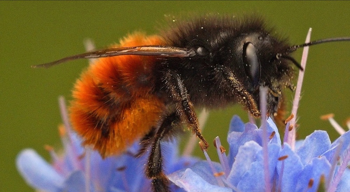 Bezoek de demonstratietuinen van de Bijenstichting