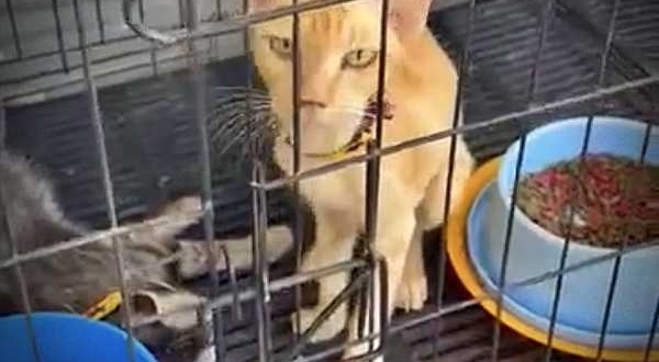 Stichting Dierennood: juli = onze kattenmaand