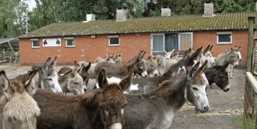 Ezelleed bestaat Ook in Nederland