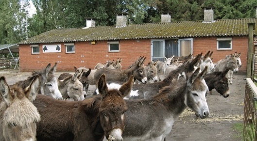 Ezelleed bestaat Ook in Nederland
