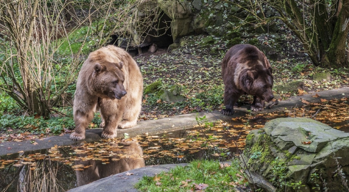 Beren zijn geen gebruiksvoorwerp waar achteloos mee om gegaan kan worden
