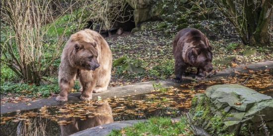 Beren zijn geen gebruiksvoorwerp waar achteloos mee om gegaan kan worden