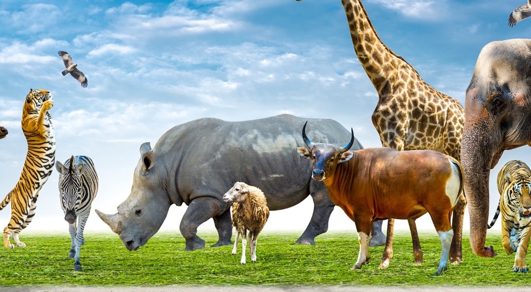 Samen voor de dieren: De mooiste dierendoelen om vandaag nog te steunen