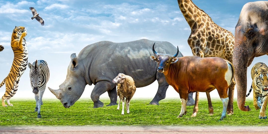 Samen voor de dieren: De mooiste dierendoelen om vandaag nog te steunen