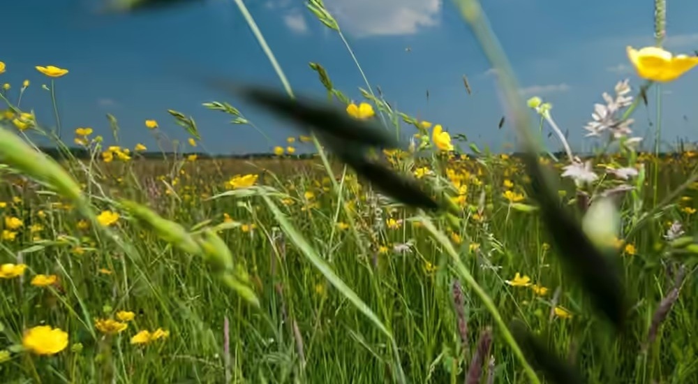 Samen zorgen we voor een natuurrijker Nederland