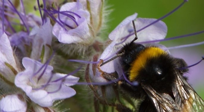Schenken na overlijden aan landelijk Bijen Educatiecentrum