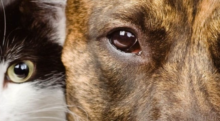 Docu Armoede Dierenleed