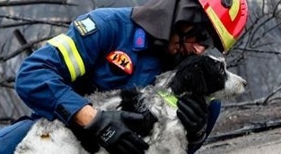 Stichting Dierennood helpt gericht