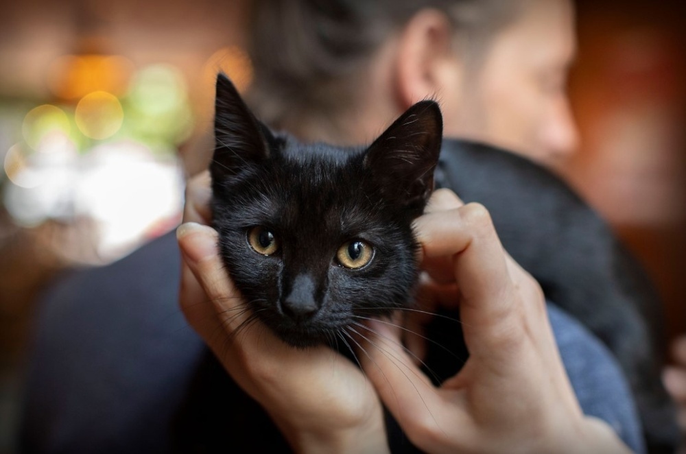 Verhuisdieren Voor de herplaatsing van honden en katten