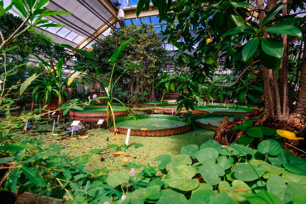 Hortus Botanicus Leiden Greenhouse