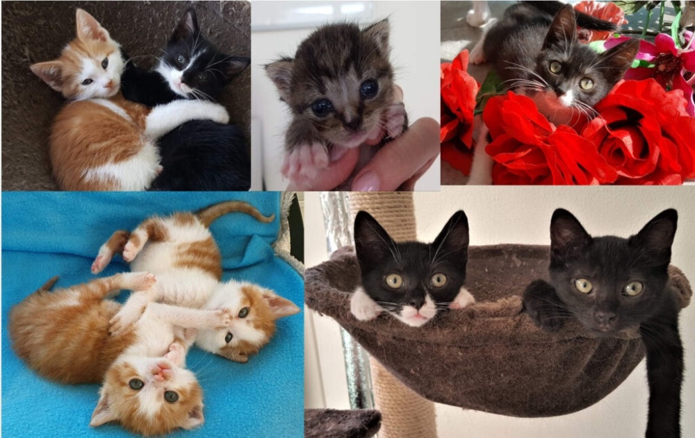 kittens gered door stichting zwerfkatten nederland