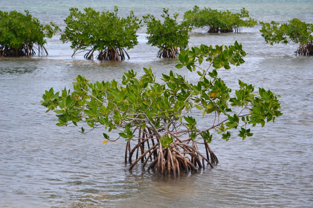 ITCF Mangrove