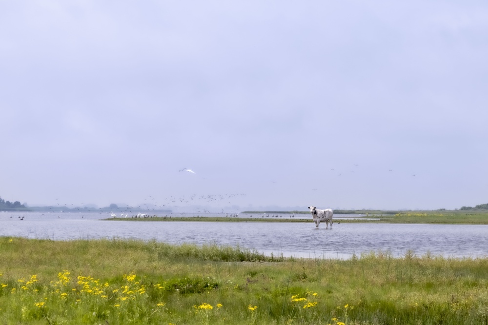 Lauwersmeer koe in kwelderlandschap